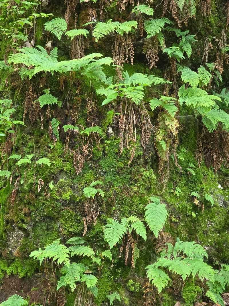 Wildlife and Forest Ecosystem