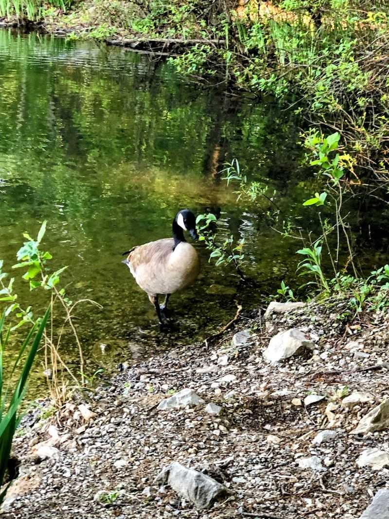 Wildlife and Local Flora That Educate as You Walk Wildlife and Local Flora That Educate as You Walk