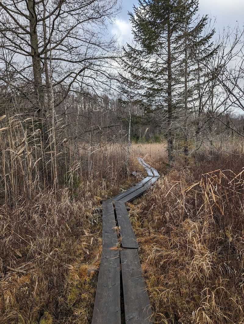 Wildlife and Nature Along the Marsh Trail