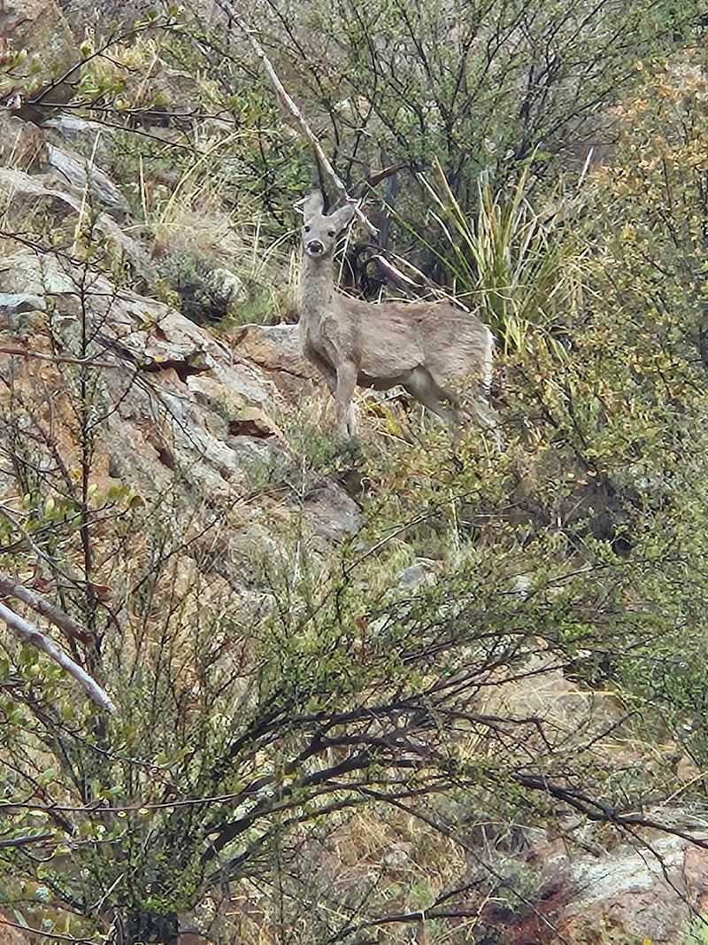 Wildlife and Nature Along the Trail Wildlife and Nature Along the Trail