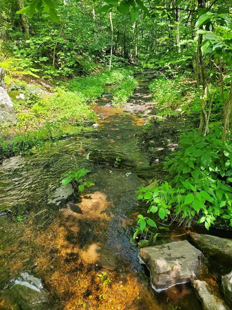 Wildlife and Nature Spotting Along the Trail