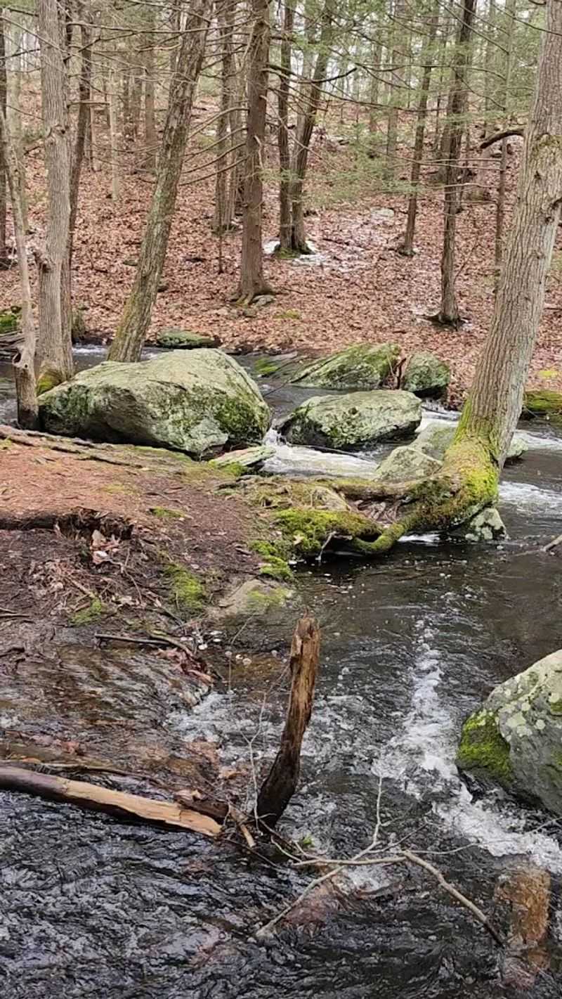 Wildlife and Nature Surprises Along the Brook