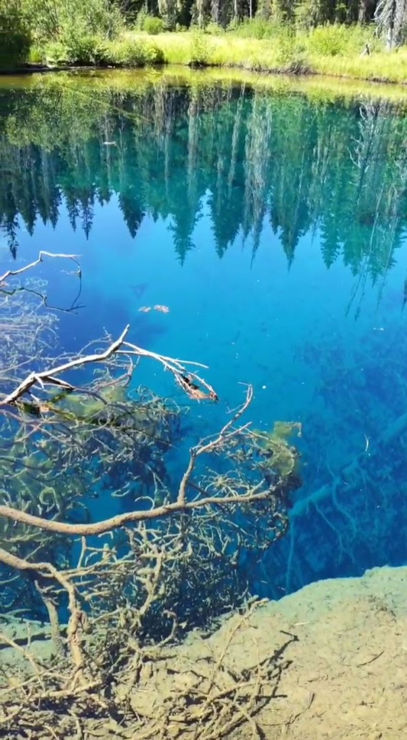 Wildlife and Nature Surrounding the Lake