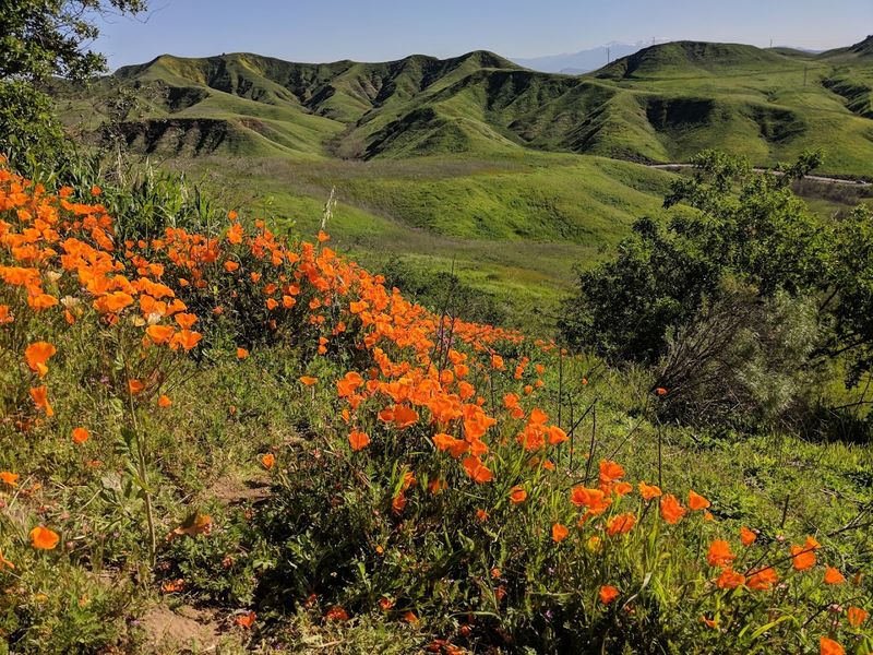 Wildlife and Nature You Won't Expect This Close to the Suburbs