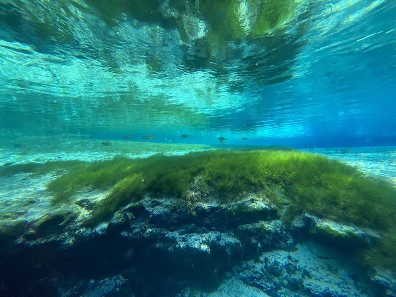 Wildlife and Underwater Flora That Steal the Show