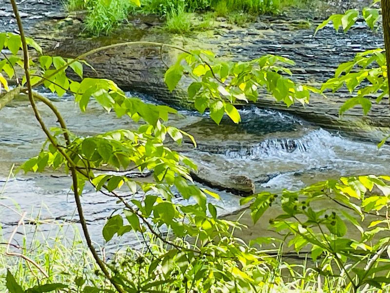 Wildlife and Wilderness Hiding in Plain Sight
