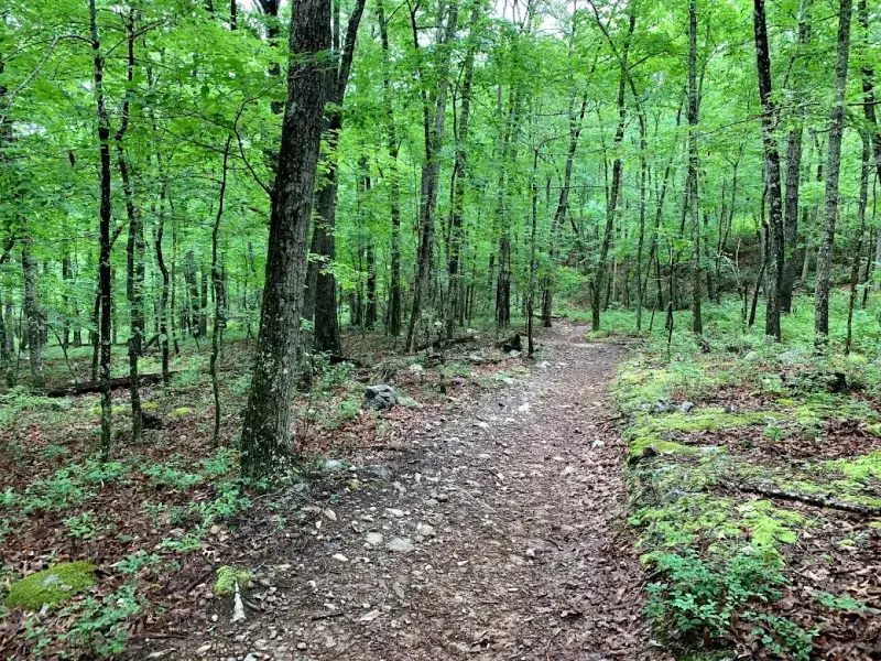 Wilson Creek Trail: The Path That Leads to Two Waterfalls