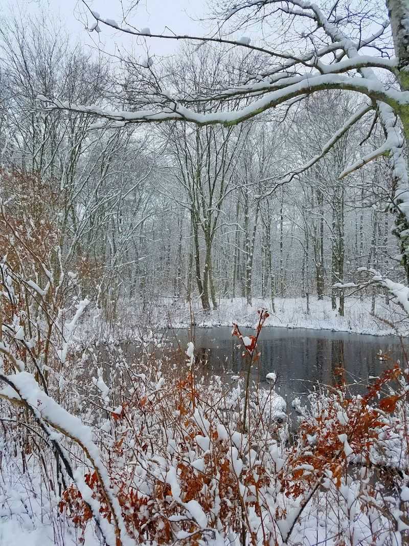Winter Activities That Transform the Forest