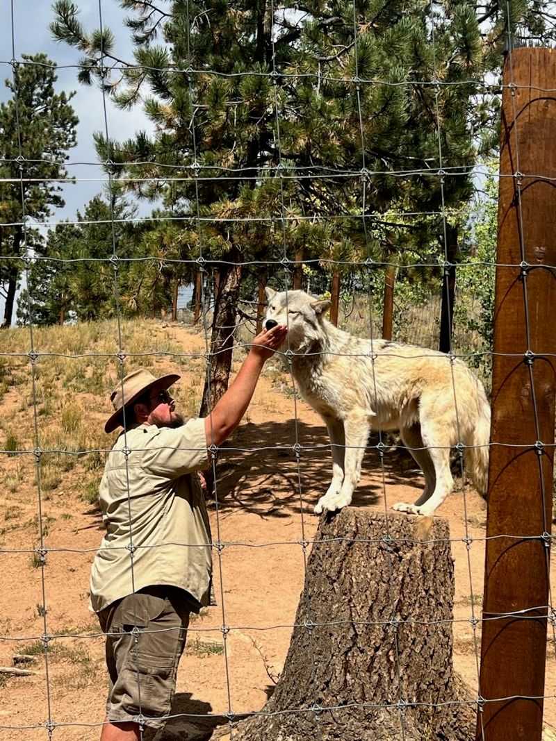 Wolf Feeding Tours Let You Watch Dinner Time Up Close