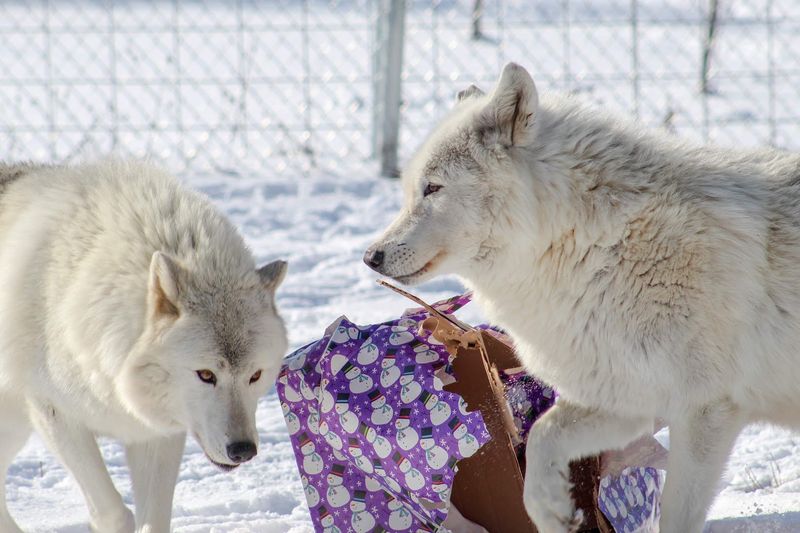 Wolf Photography Sessions for Serious Enthusiasts Wolf Photography Sessions for Serious Enthusiasts