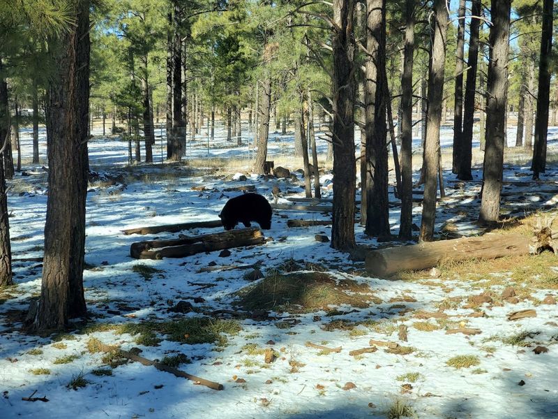 Wolves Roaming Natural Habitats Wolves Roaming Natural Habitats