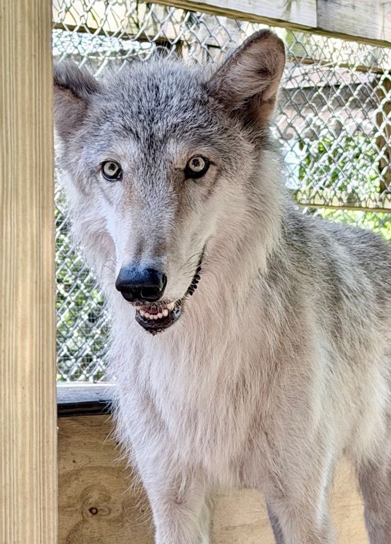 Wolves With Personalities You Will Never Forget