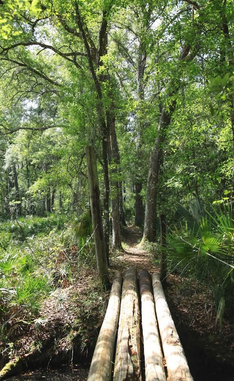 Wooden Boardwalks and Log Bridges