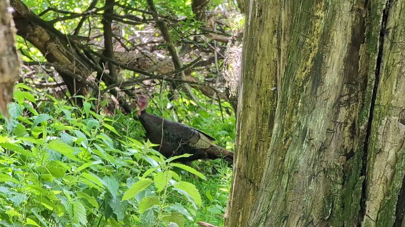World-Class Birdwatching Opportunities