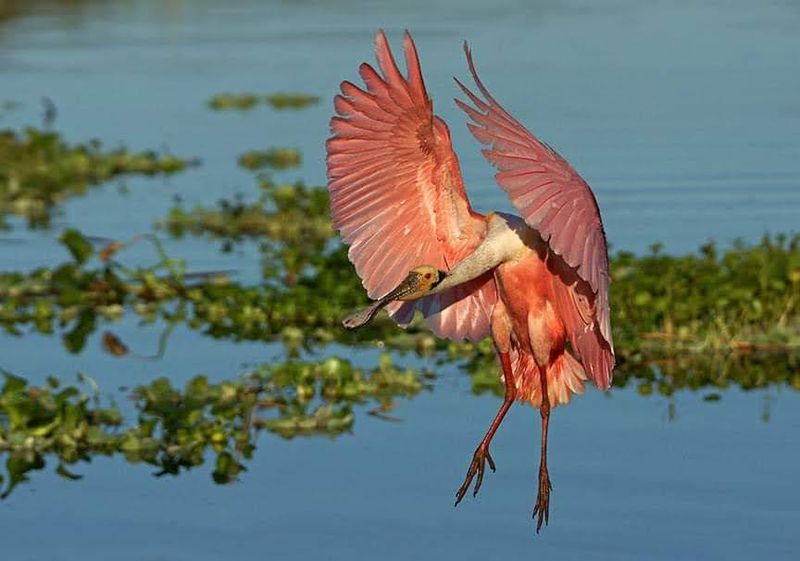 World-Class Birdwatching That Rivals Any Paid Attraction