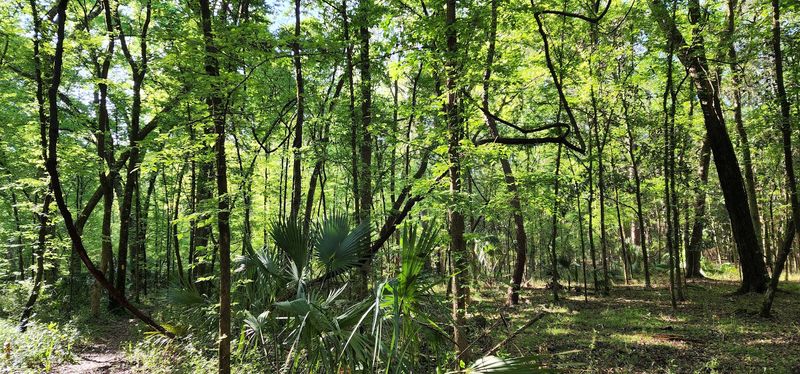 Yellow-Blazed Forest Path Through Citrus Loop D