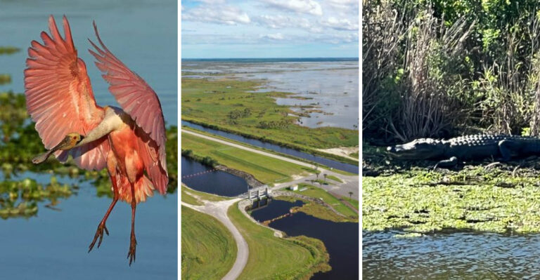 You Could Spend Hundreds at A Florida Wildlife Park Or Visit This Stunning Hidden Preserve for Free for a memorable trip