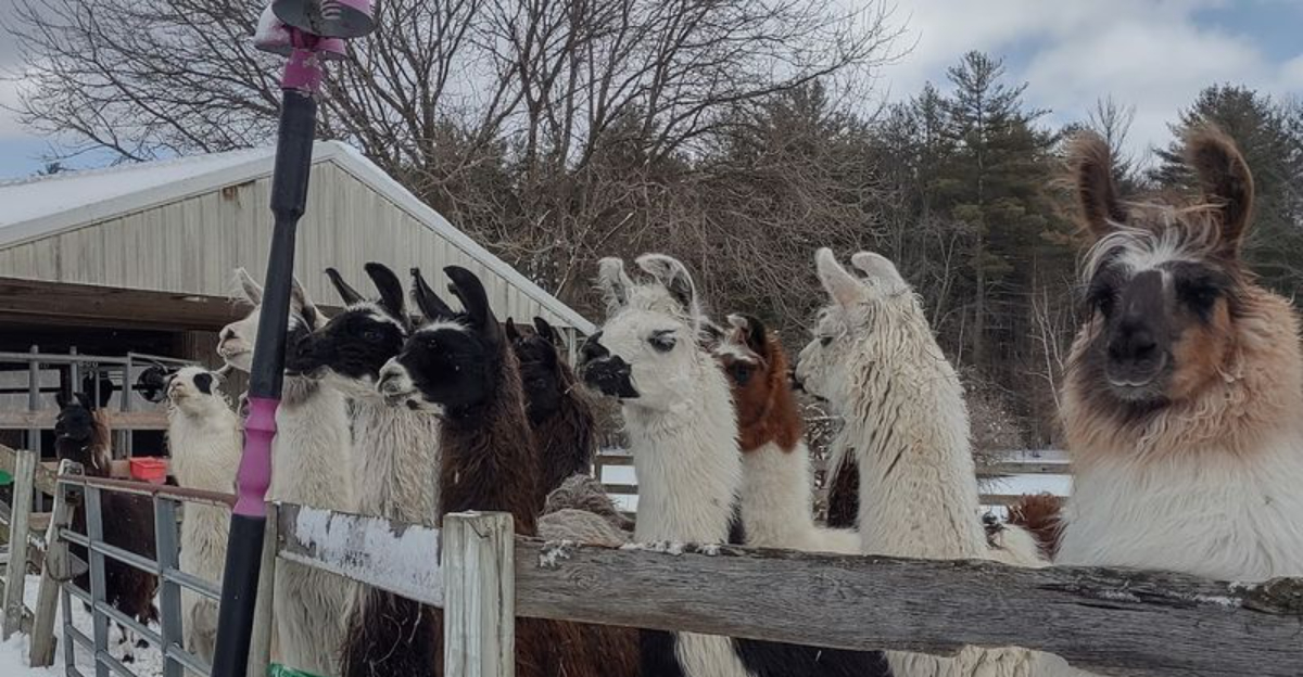 Your Whole Family Will Love This Unforgettable Llama Hiking Adventure Through A New York Forest