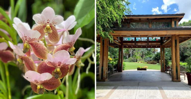 This World-Famous Sarasota Garden Is Home To More Than 6,000 Stunning Orchids