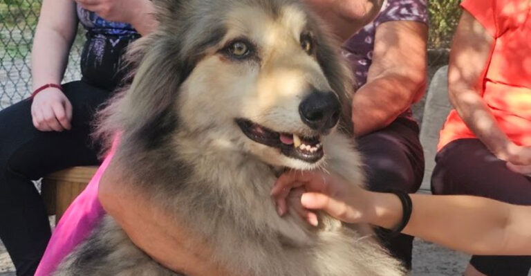 This Florida Sanctuary Gives You The Chance To Meet Gentle Rescued Wolves
