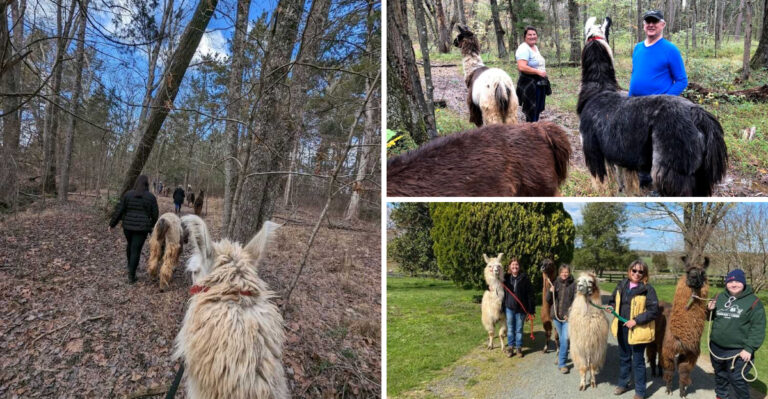 This Charming Virginia Farm Lets You Take A Relaxing Woodland Walk With Friendly Llamas