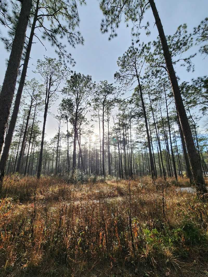 A Birdwatcher's Early Morning Paradise A Birdwatcher's Early Morning Paradise