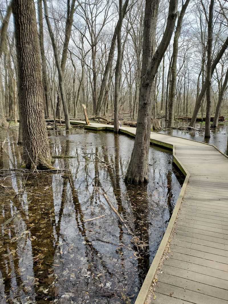 A Boardwalk Through the Wetland That Feels Otherworldly