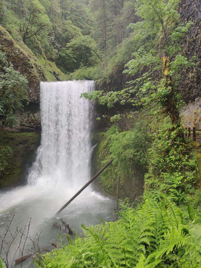 A Canyon Draped In Ferns And Firs