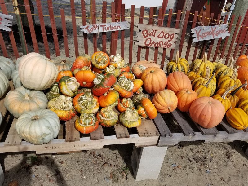 A Corn Maze and Gourd Selection That Defines Fall