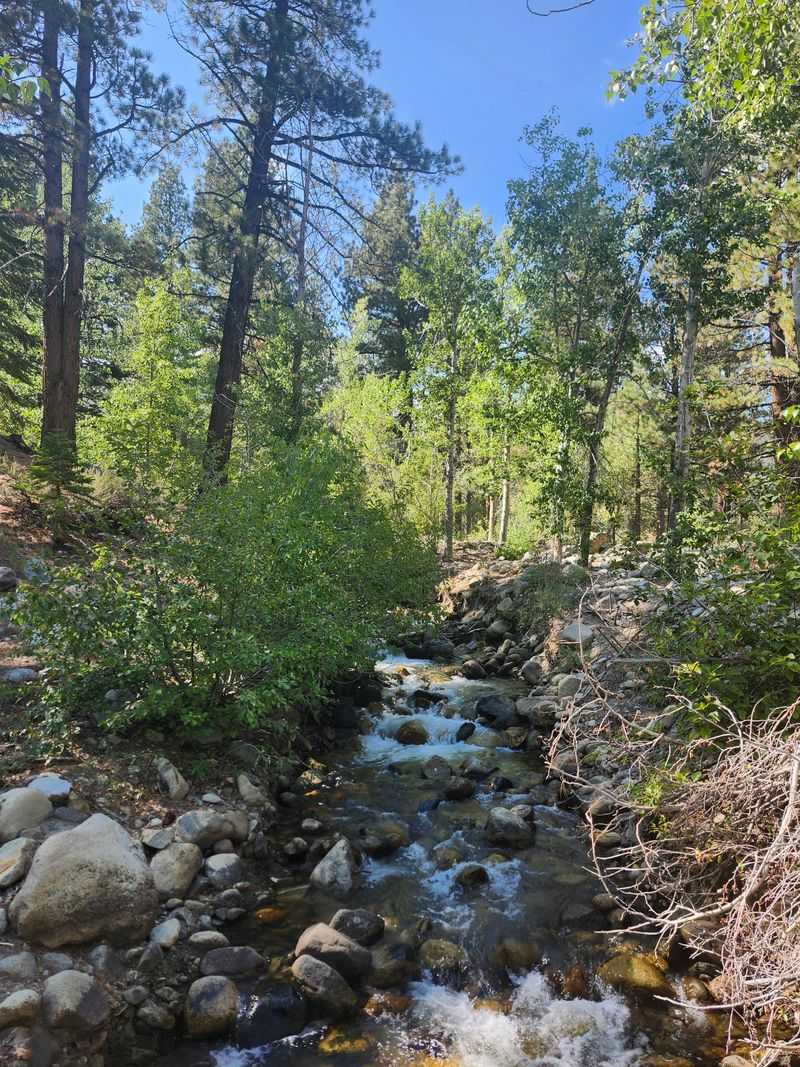 A Creek That Runs All Year