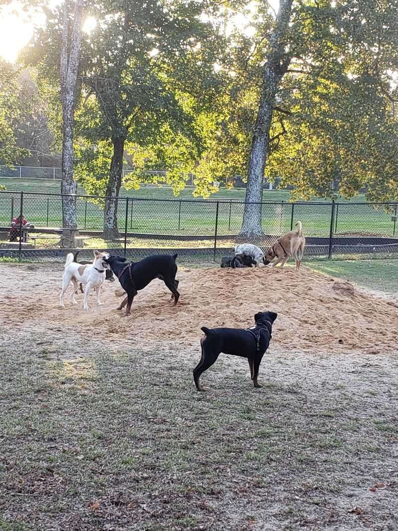 A Dog Park That Four-Legged Friends Adore A Dog Park That Four-Legged Friends Adore