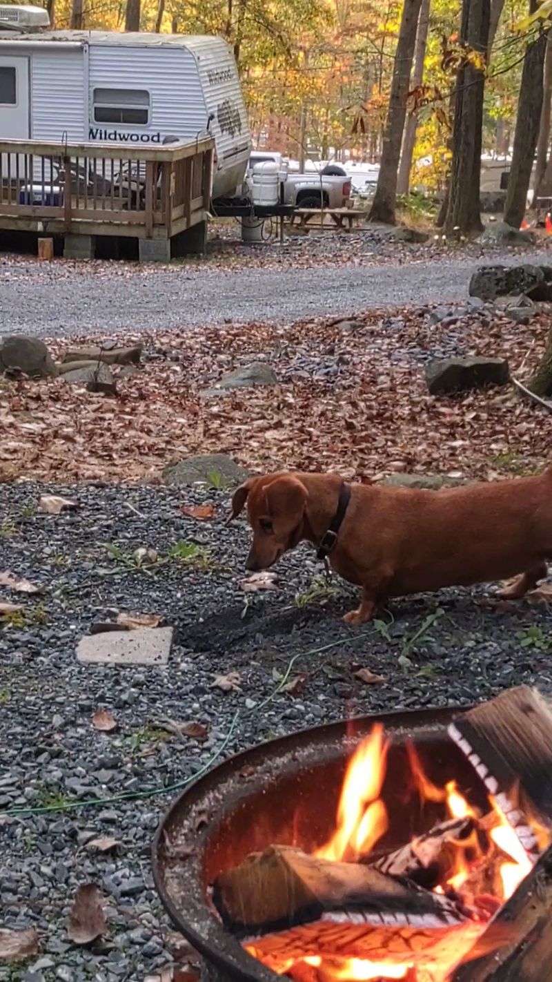 A Dog Park and Room to Roam A Dog Park and Room to Roam