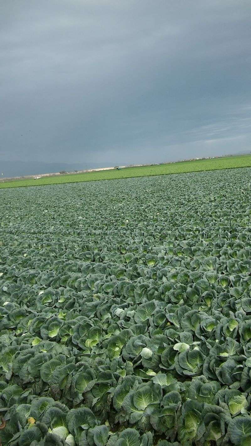A Farm Town With Deep Central Coast Roots