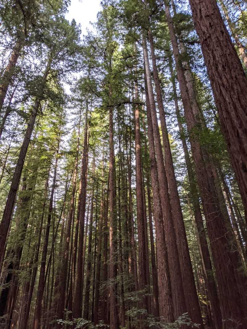 A Forest Canopy That Blocks Out the Outside World