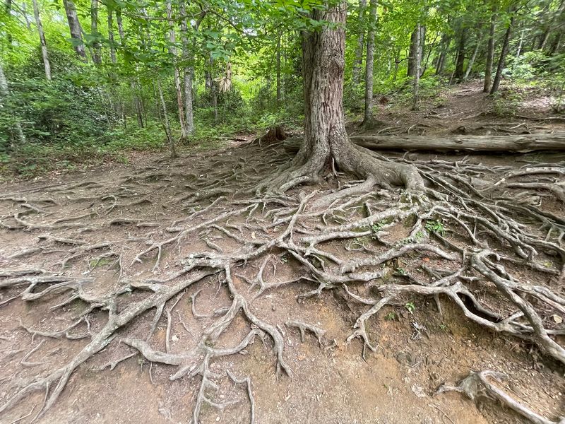 A Forest With Old-Growth Roots