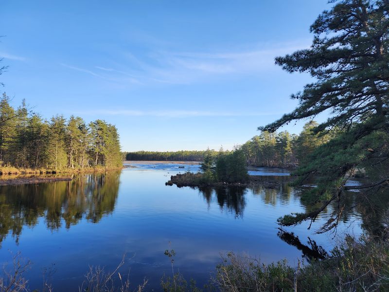 A Forest the Size of a Small County