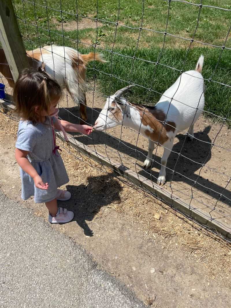 A Free Animal Farm That Rivals Paid Attractions A Free Animal Farm That Rivals Paid Attractions
