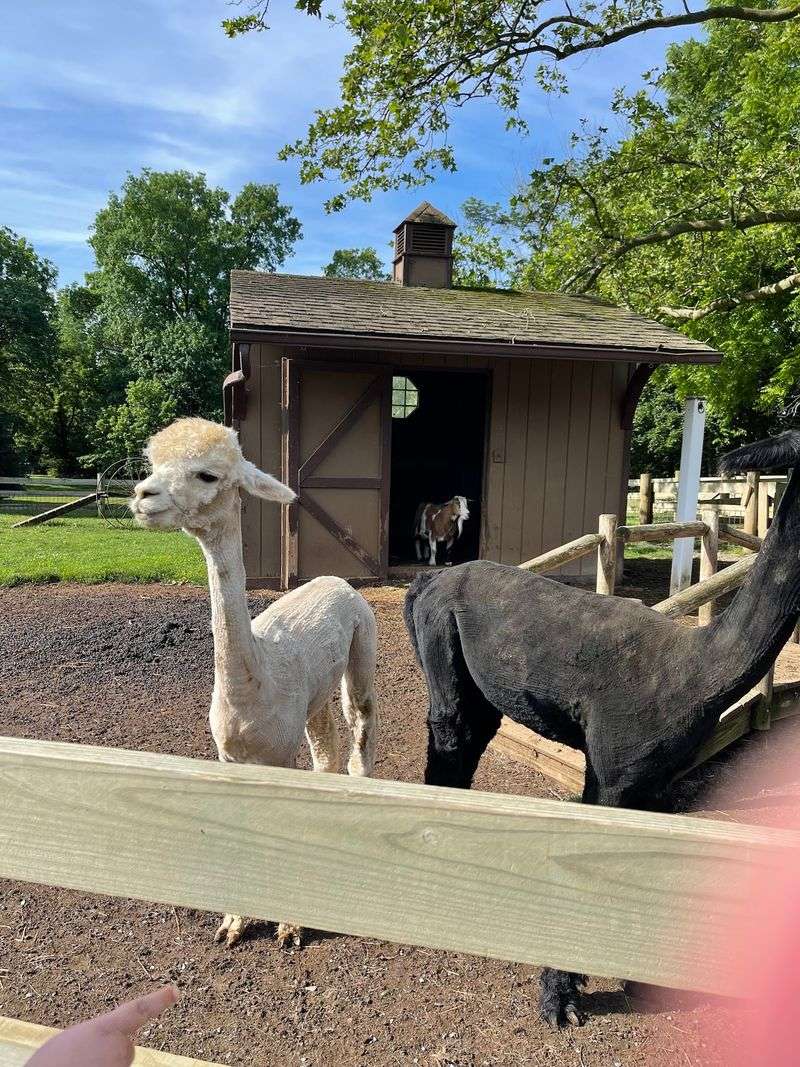 A Free Petting Zoo Above Ground A Free Petting Zoo Above Ground