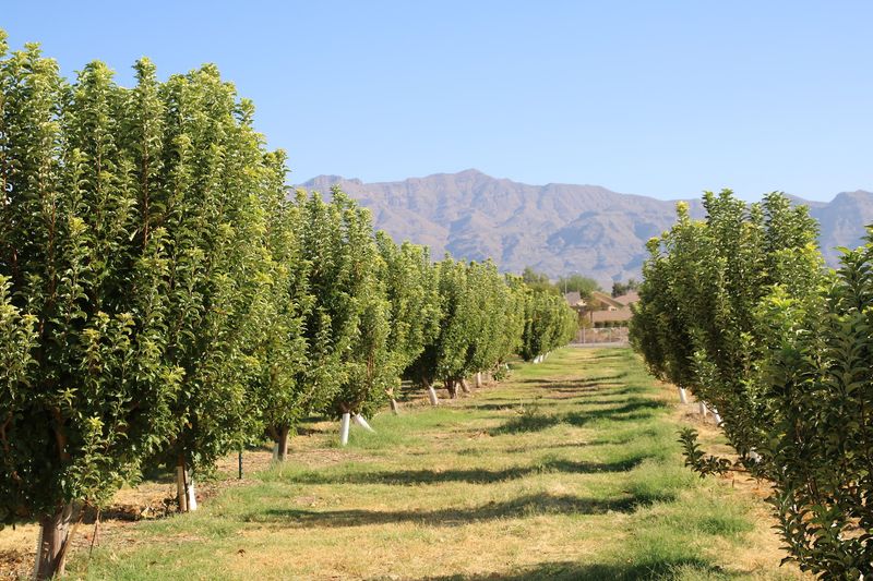 A Green Surprise on the Desert's Doorstep