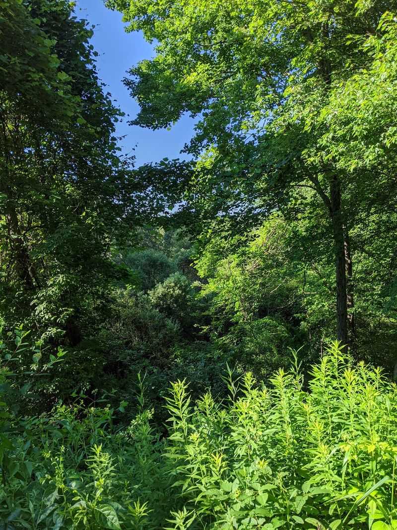 A Lush Forest Canopy That Keeps You Dry Even in the Rain