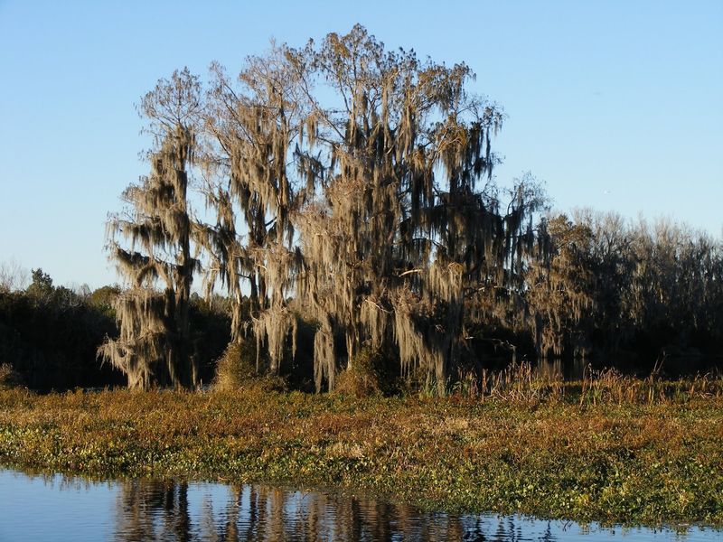A Past Rooted in Springs and Seminole History