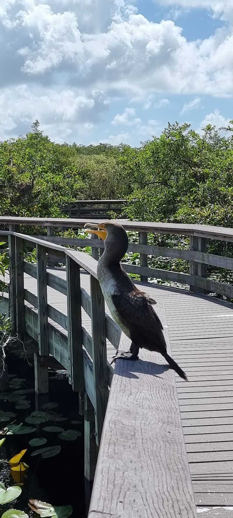 A Path Named For A Bird
