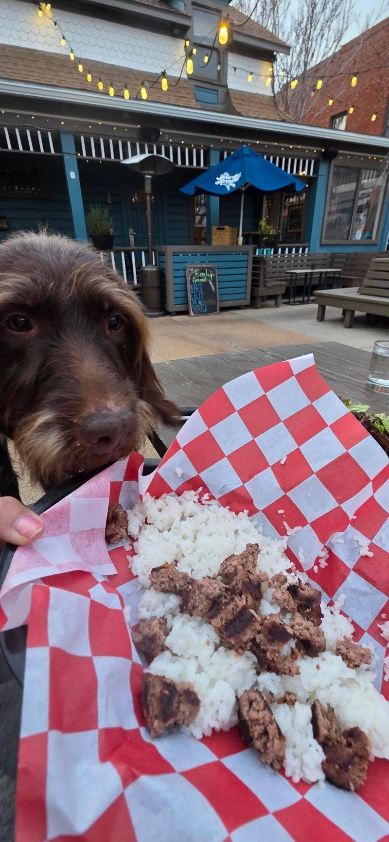 A Patio Built for Dogs and Their People