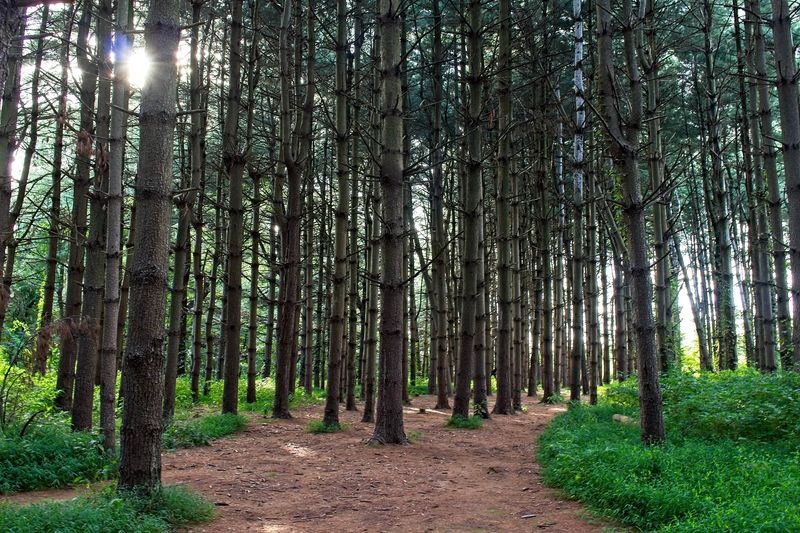 A Pine Forest That Adds Another Layer of Serenity A Pine Forest That Adds Another Layer of Serenity