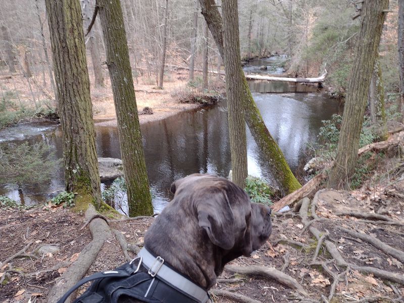 A Playground for Four-Legged Explorers A Playground for Four-Legged Explorers