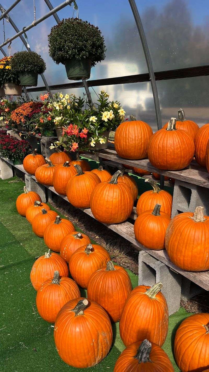 A Pumpkin and Flower Patch by the Season A Pumpkin and Flower Patch by the Season