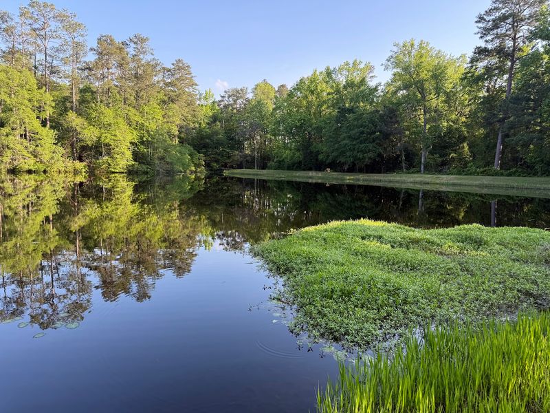 A Quiet Escape in the Wedgefield Sandhills