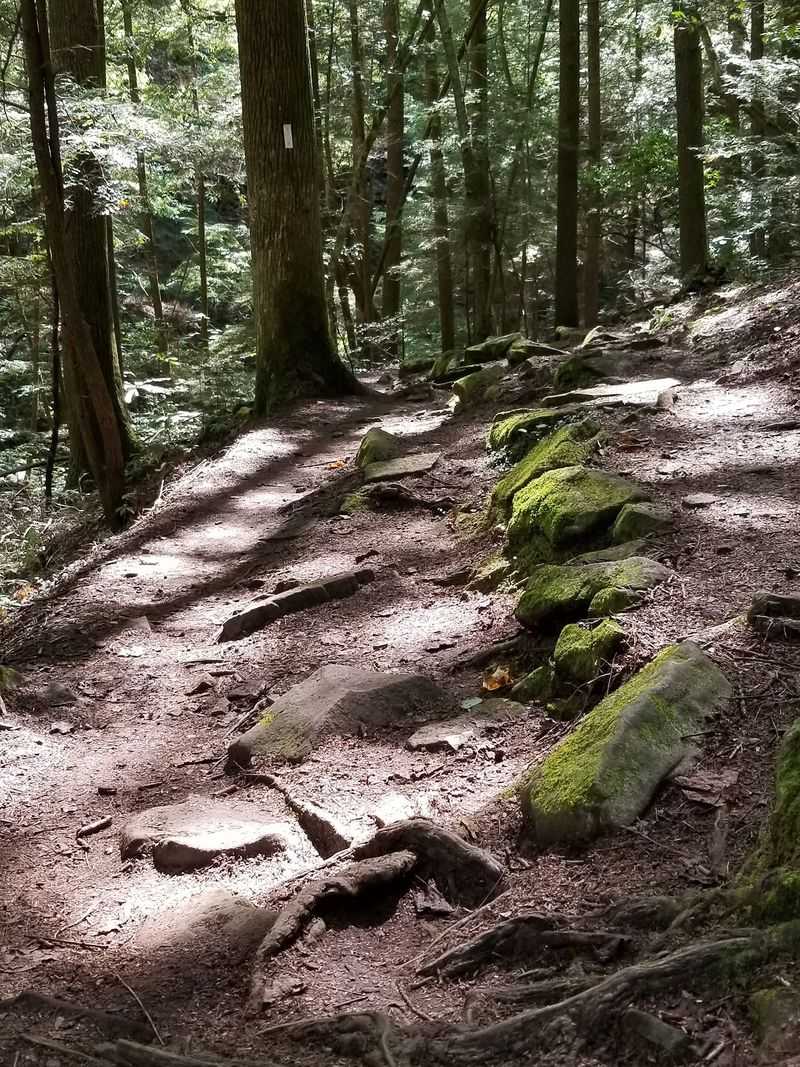 A Quiet Trailhead Off Fiery Gizzard Road