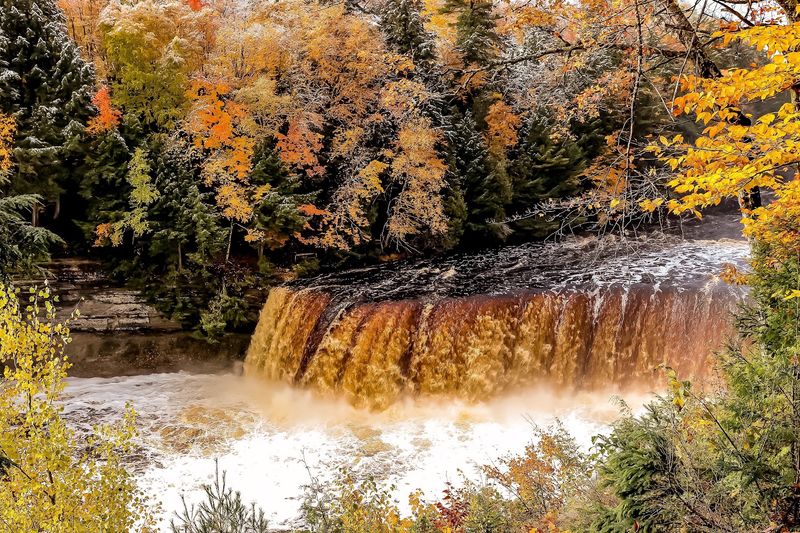 A River Colored by the Forest