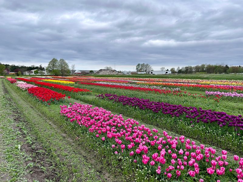 A Sea of Five Million Tulips in Every Color You Can Imagine